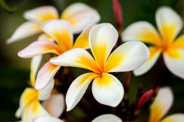 Fleurs rares et exotiques pour sublimer votre jardin